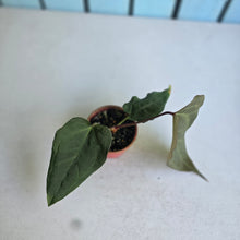 Load image into Gallery viewer, #D26 Anthurium NOID x Warocqueanum