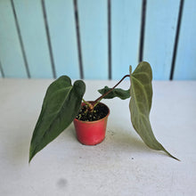 Load image into Gallery viewer, #D26 Anthurium NOID x Warocqueanum