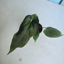 Load image into Gallery viewer, #D6 Anthurium NOID x Warocqueanum
