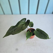 Load image into Gallery viewer, #D6 Anthurium NOID x Warocqueanum
