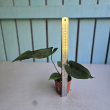 Load image into Gallery viewer, #D6 Anthurium NOID x Warocqueanum