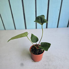 Load image into Gallery viewer, #D6 Anthurium NOID x Warocqueanum