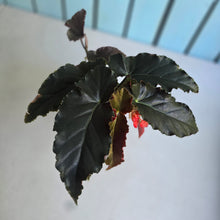 Load image into Gallery viewer, #R776 Begonia Anna Christine