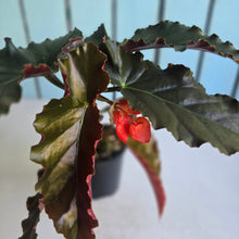 Load image into Gallery viewer, #R776 Begonia Anna Christine