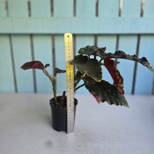 Load image into Gallery viewer, #R776 Begonia Anna Christine