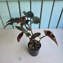 Load image into Gallery viewer, #R776 Begonia Anna Christine