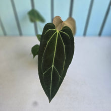 Load image into Gallery viewer, #R371 Anthurium NOID - With Pup