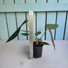 Load image into Gallery viewer, #R371 Anthurium NOID - With Pup