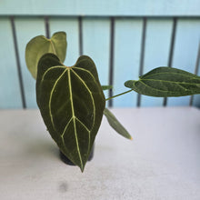 Load image into Gallery viewer, #R371 Anthurium NOID - With Pup