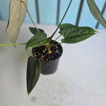 Load image into Gallery viewer, #R371 Anthurium NOID - With Pup