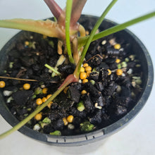 Load image into Gallery viewer, #R371 Anthurium NOID - With Pup