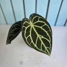 Load image into Gallery viewer, #R221 Anthurium Crystallinum x