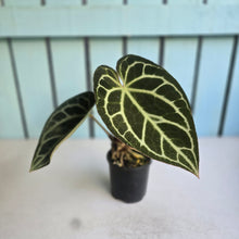 Load image into Gallery viewer, #R221 Anthurium Crystallinum x