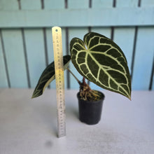 Load image into Gallery viewer, #R221 Anthurium Crystallinum x