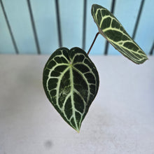 Load image into Gallery viewer, #R221 Anthurium Crystallinum x