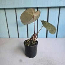 Load image into Gallery viewer, #R221 Anthurium Crystallinum x