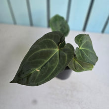 Load image into Gallery viewer, #RD38 Anthurium NOID - With Pup
