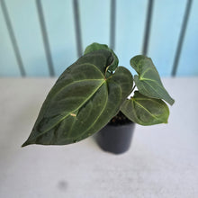 Load image into Gallery viewer, #RD38 Anthurium NOID - With Pup