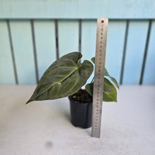 Load image into Gallery viewer, #RD38 Anthurium NOID - With Pup