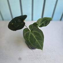 Load image into Gallery viewer, #RD38 Anthurium NOID - With Pup