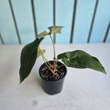 Load image into Gallery viewer, #RD38 Anthurium NOID - With Pup