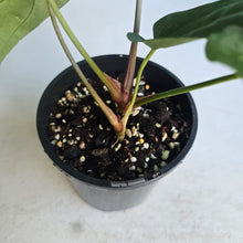 Load image into Gallery viewer, #RD38 Anthurium NOID - With Pup