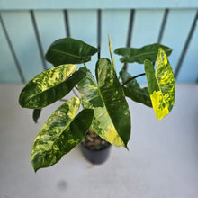 Load image into Gallery viewer, #D557 Variegated Philodendron Burle Marx