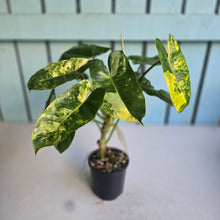 Load image into Gallery viewer, #D557 Variegated Philodendron Burle Marx
