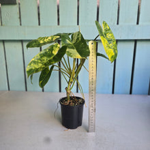 Load image into Gallery viewer, #D557 Variegated Philodendron Burle Marx