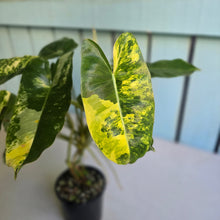 Load image into Gallery viewer, #D557 Variegated Philodendron Burle Marx