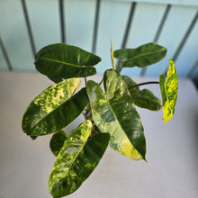 Load image into Gallery viewer, #D557 Variegated Philodendron Burle Marx