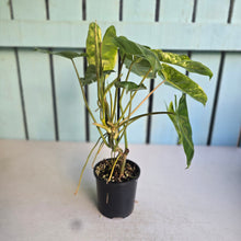 Load image into Gallery viewer, #D557 Variegated Philodendron Burle Marx