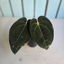 Load image into Gallery viewer, #D11 Anthurium Black Sensation x