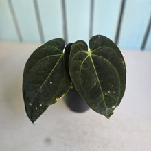 Load image into Gallery viewer, #D11 Anthurium Black Sensation x