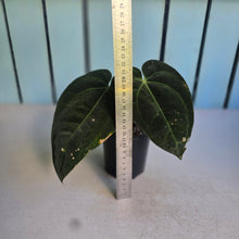 Load image into Gallery viewer, #D11 Anthurium Black Sensation x