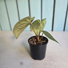 Load image into Gallery viewer, #D11 Anthurium Black Sensation x