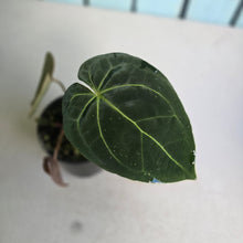Load image into Gallery viewer, #RA3 Anthurium NOID - With Pup
