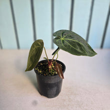 Load image into Gallery viewer, #RA3 Anthurium NOID - With Pup