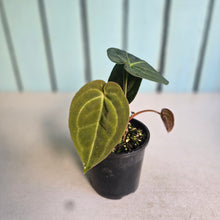 Load image into Gallery viewer, #RA3 Anthurium NOID - With Pup