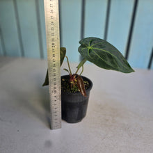 Load image into Gallery viewer, #RA3 Anthurium NOID - With Pup