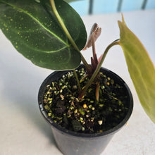 Load image into Gallery viewer, #RA3 Anthurium NOID - With Pup
