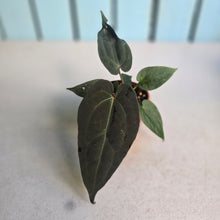 Load image into Gallery viewer, #D48 Dark Anthurium NOID - With Pup