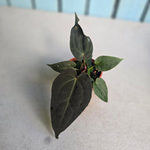 Load image into Gallery viewer, #D48 Dark Anthurium NOID - With Pup