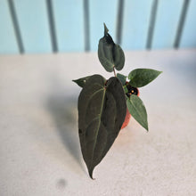 Load image into Gallery viewer, #D48 Dark Anthurium NOID - With Pup