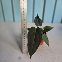 Load image into Gallery viewer, #D48 Dark Anthurium NOID - With Pup