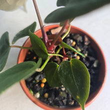 Load image into Gallery viewer, #D48 Dark Anthurium NOID - With Pup