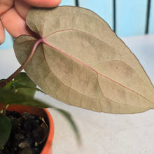 Load image into Gallery viewer, #D48 Dark Anthurium NOID - With Pup
