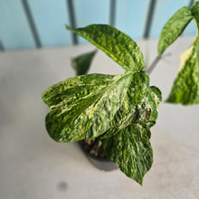 Load image into Gallery viewer, #RA13 Variegated Amydrium Medium
