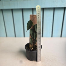 Load image into Gallery viewer, #D88 Philodendron Burle Marx Fantasy