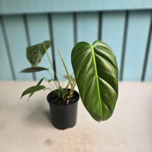 Load image into Gallery viewer, #R113 Philodendron Esmeraldense